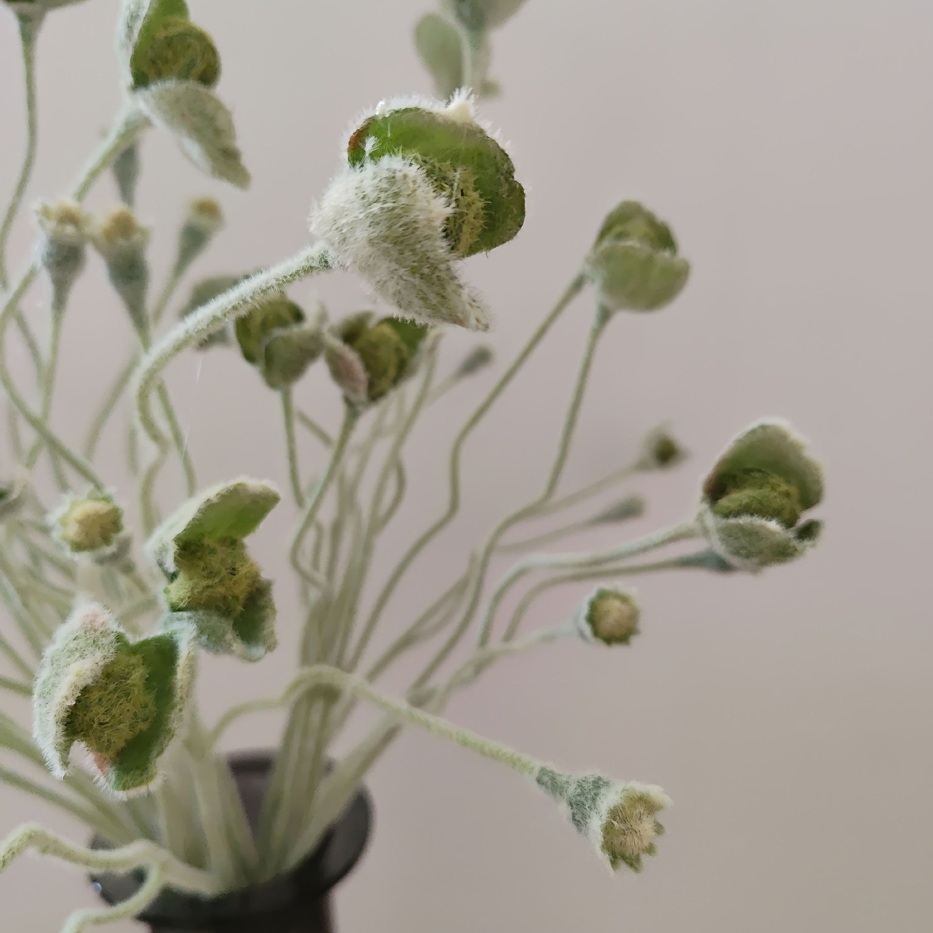 Curly wavy stem flocked poppy buds, velvety green faux flower for cottage minimalist table decor
