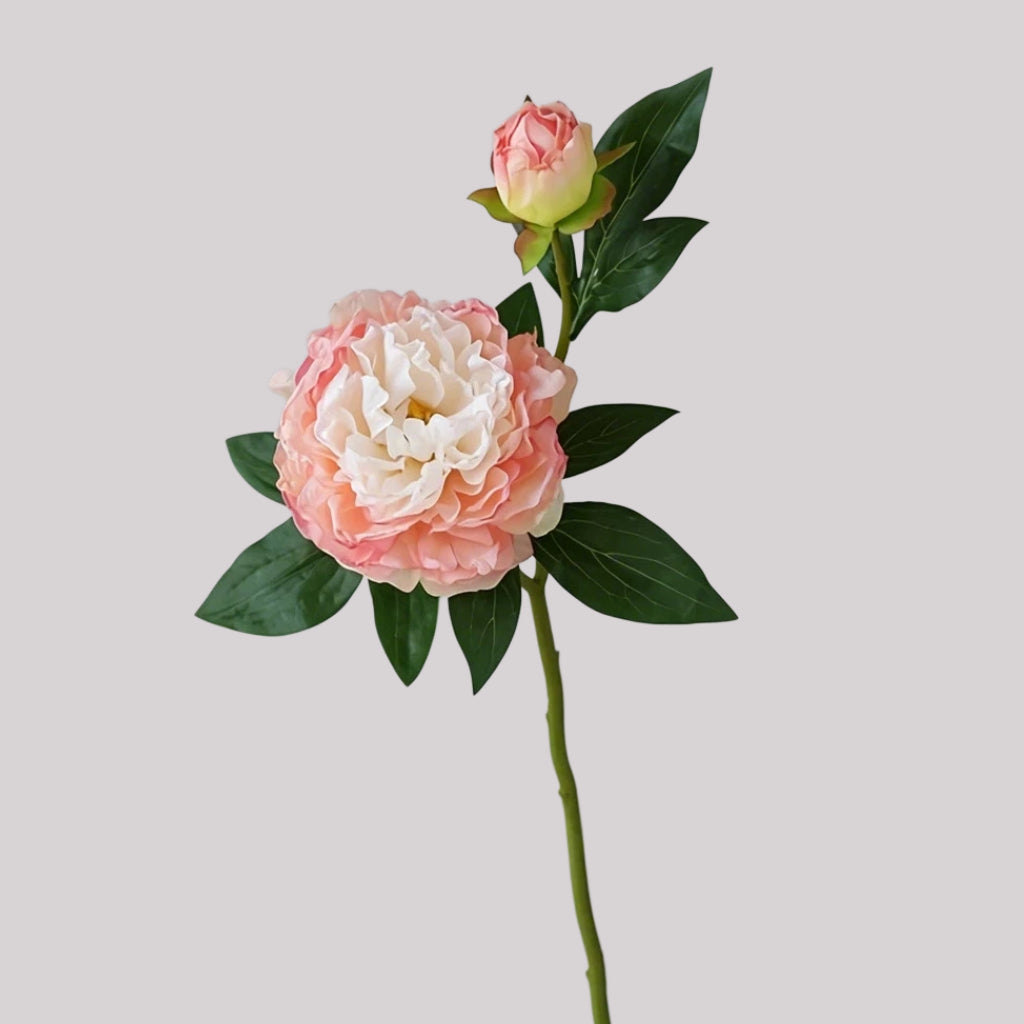 Single stem of artificial blush pink peony with one open bloom one bud and dark green leaves on light gray background for ecommerce product photography