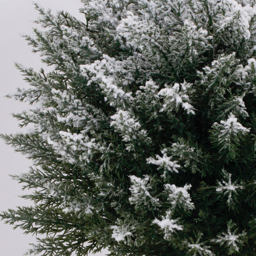 Close up dense snow flocked foliage of white artificial christmas tree realistic evergreen texture