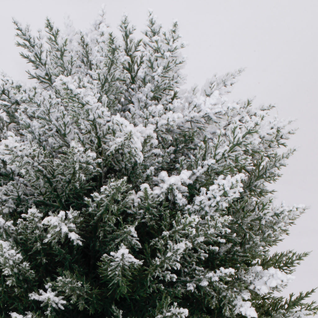 Dense full flocked foliage best artificial christmas tree lifelike snow coating all weather outdoor use