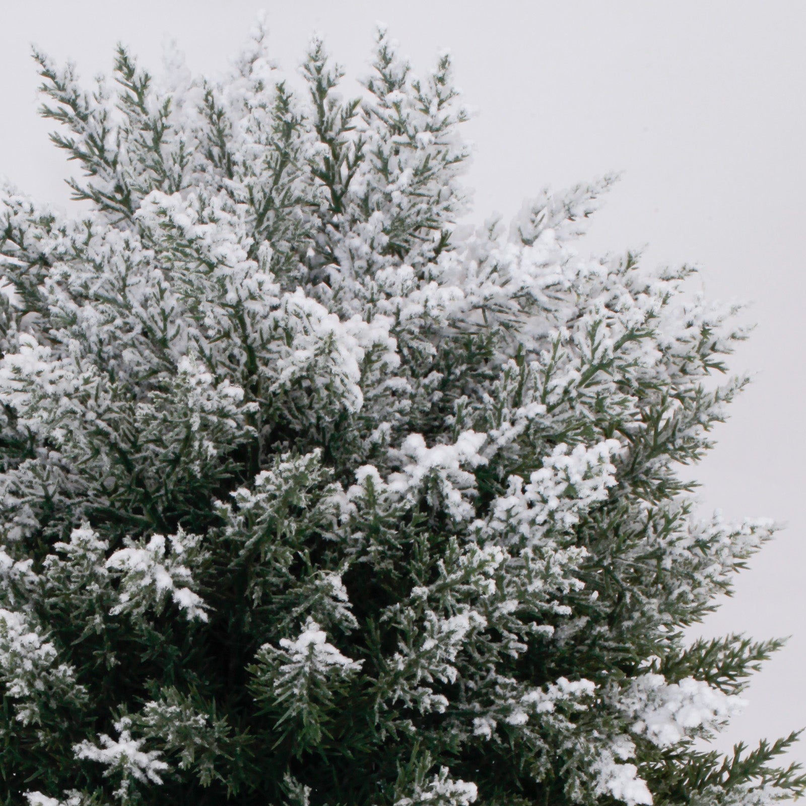 Dense full flocked foliage best artificial christmas tree lifelike snow coating all weather outdoor use